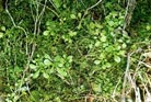 Feldsalat am Konradsfels